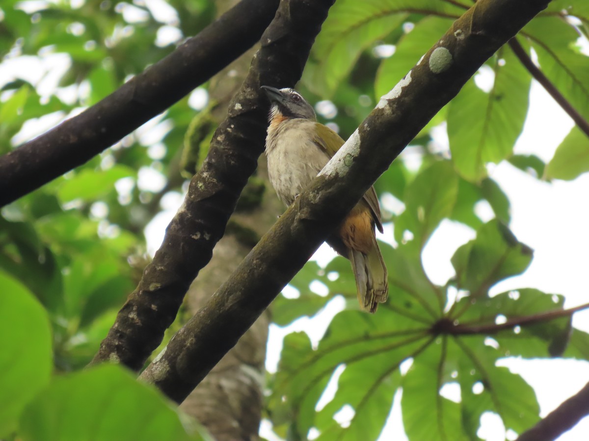 Buff-throated Saltator - Yina Carter