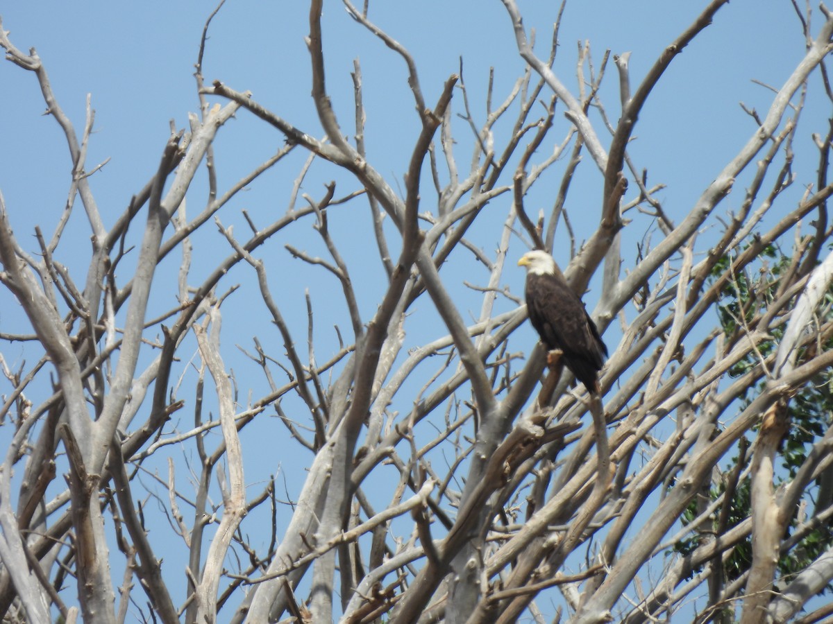 Bald Eagle - ML618841569