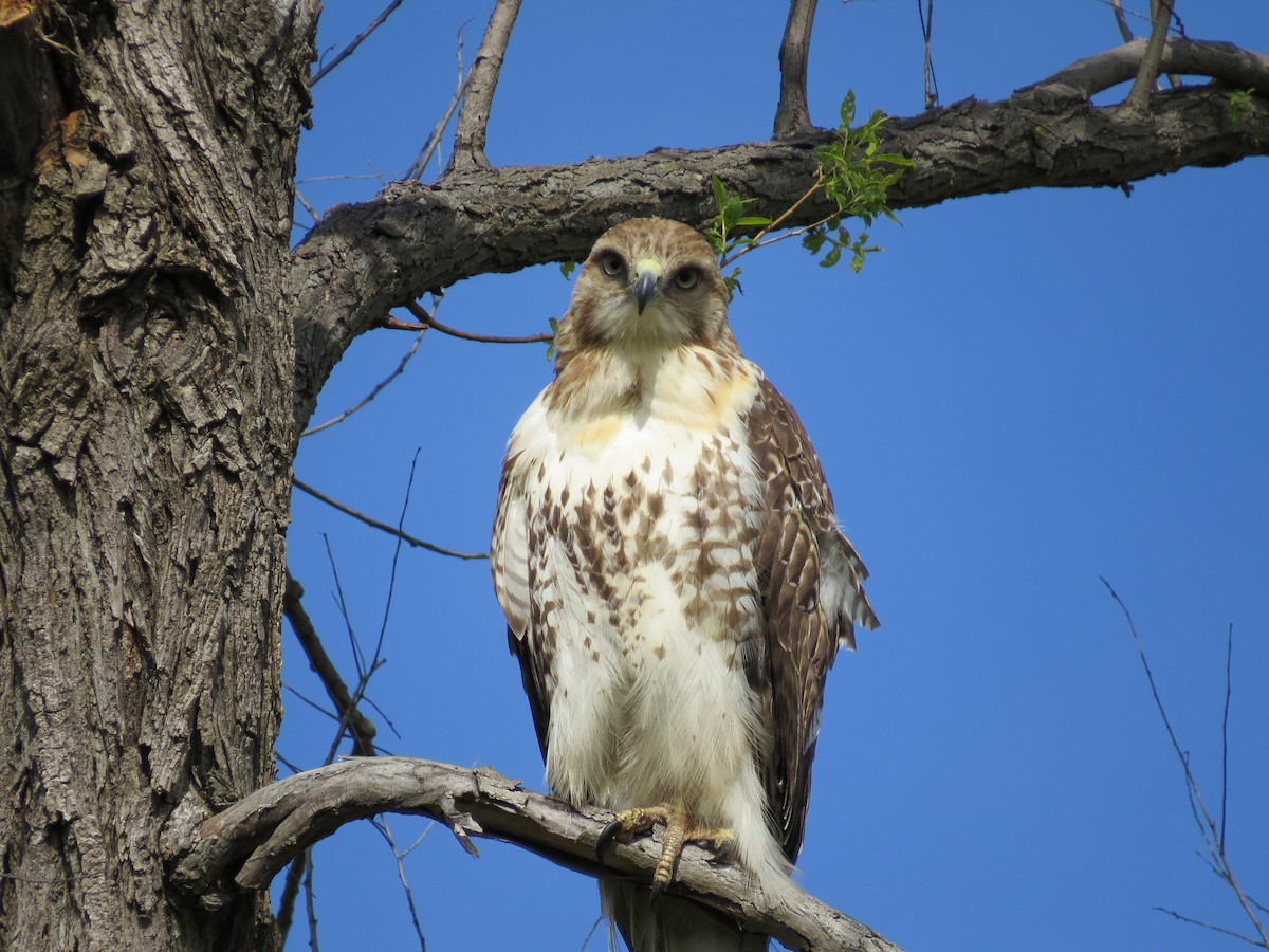 Red-tailed Hawk - Matthew DeWalle