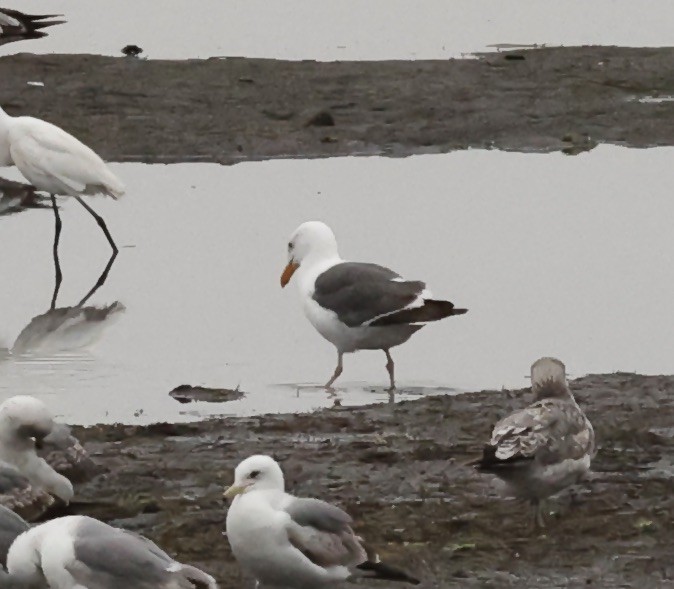 Western Gull - ML618841594