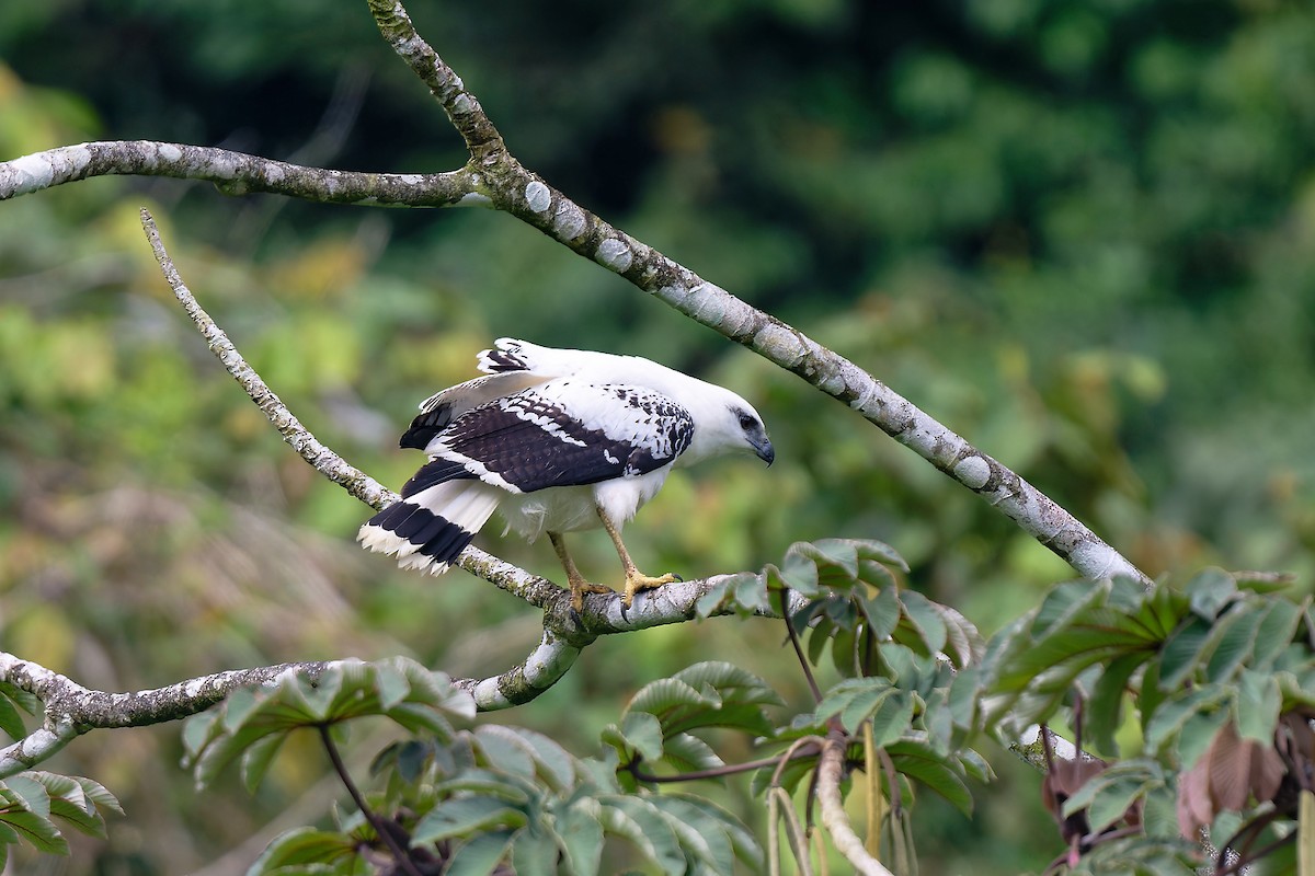 White Hawk - Zbigniew Wnuk