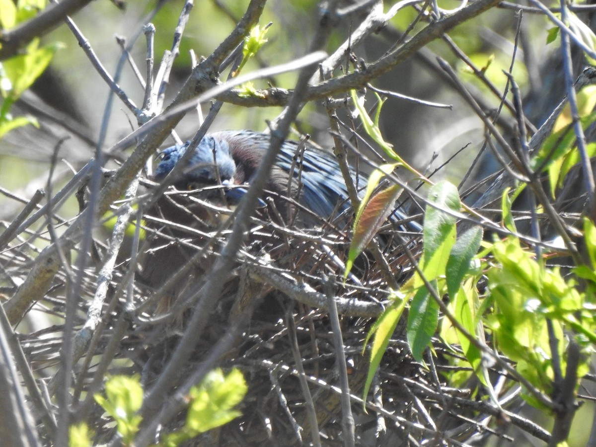 Green Heron - Karen Zeleznik