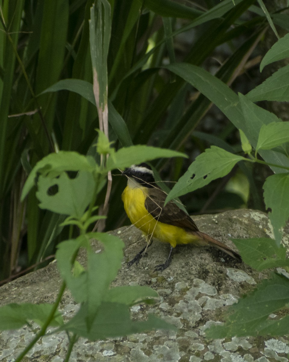 Lesser Kiskadee - Jefferson Paya Barbosa