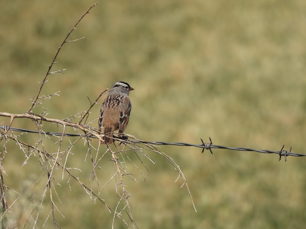 White-crowned Sparrow - Beth Whittam