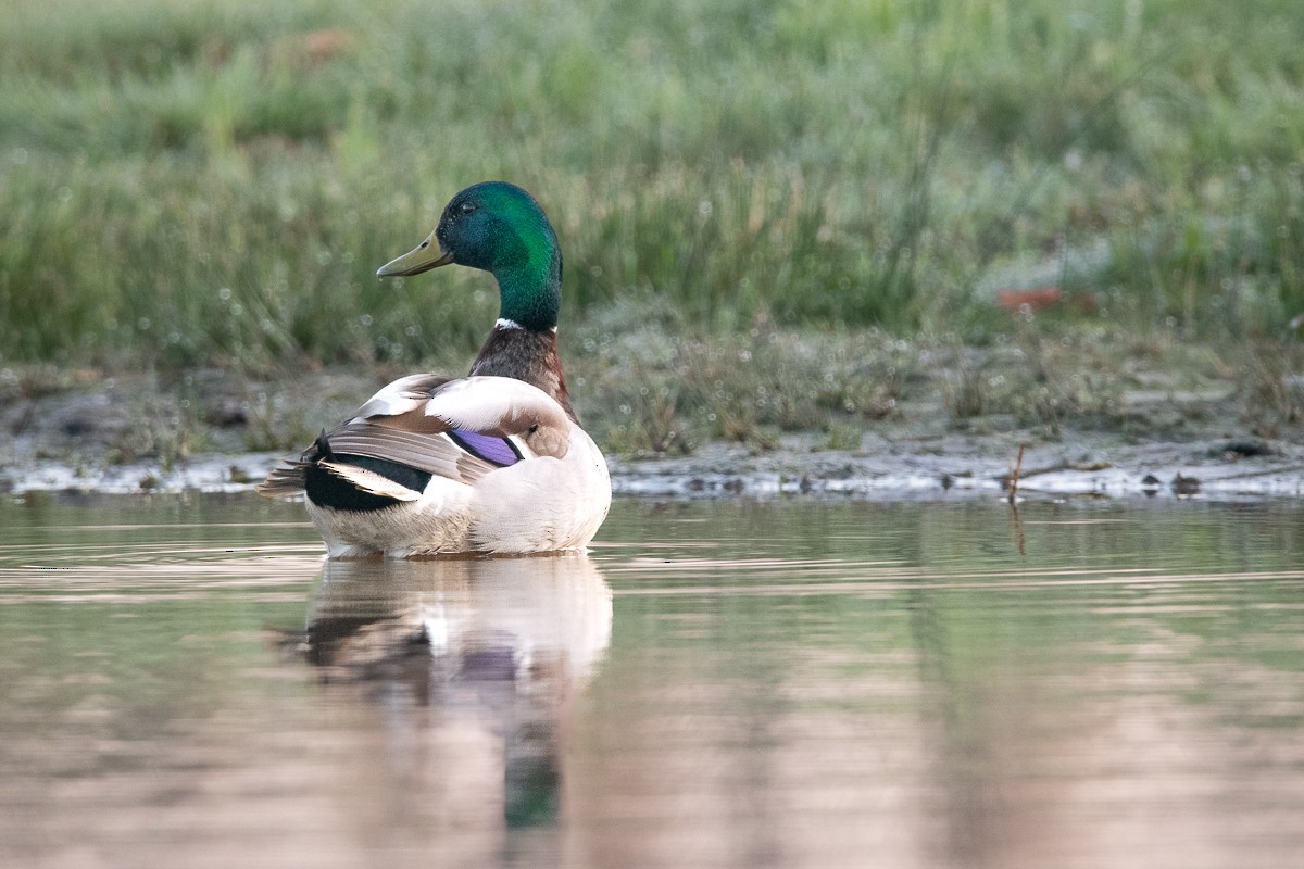 Mallard - Guido Van den Troost