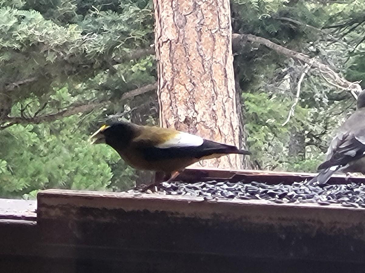 Evening Grosbeak - Bob Elsinger