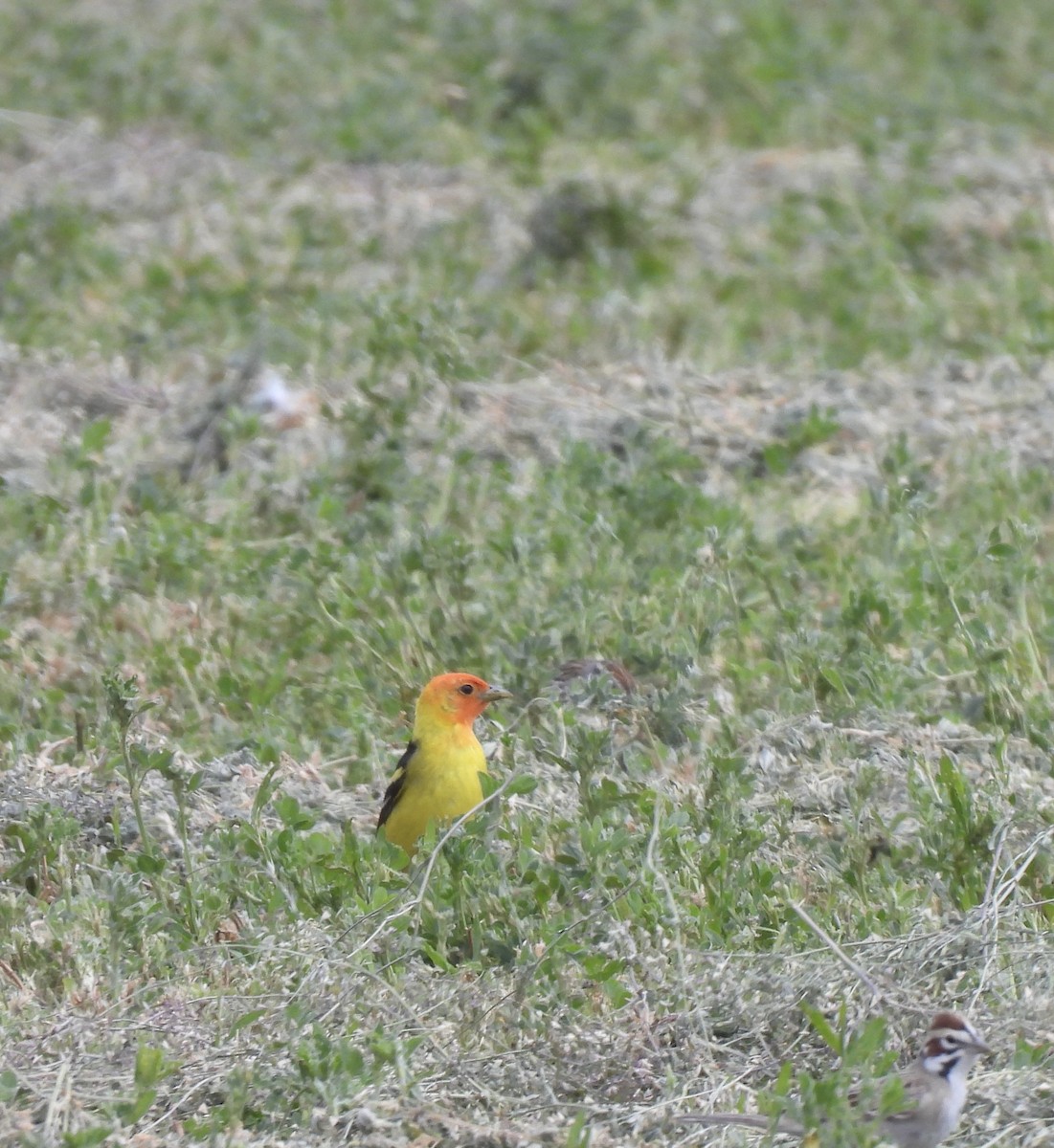 Western Tanager - Beth Whittam