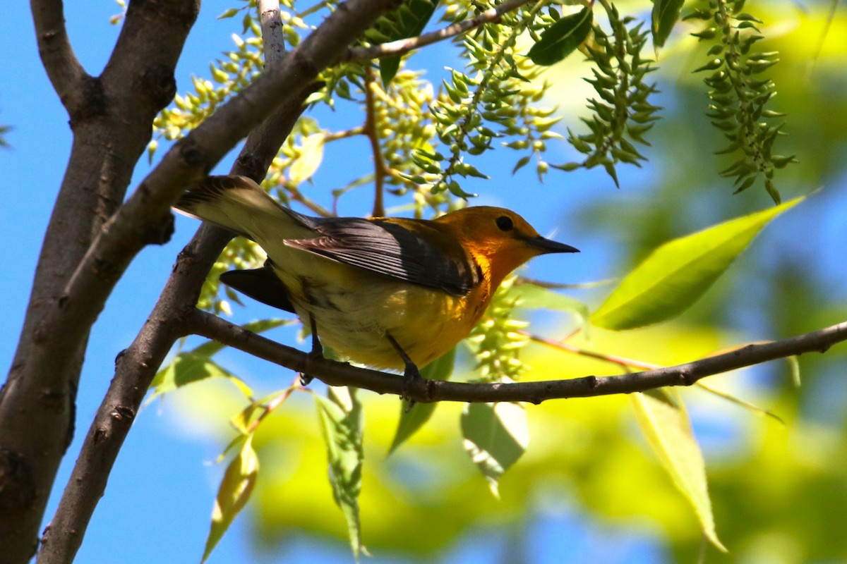 Prothonotary Warbler - ML618841641