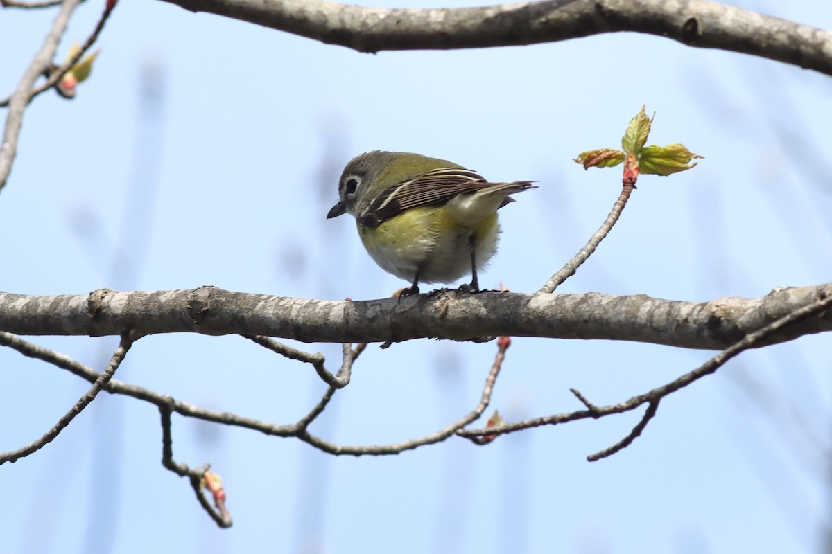 Mavi Başlı Vireo - ML618841652