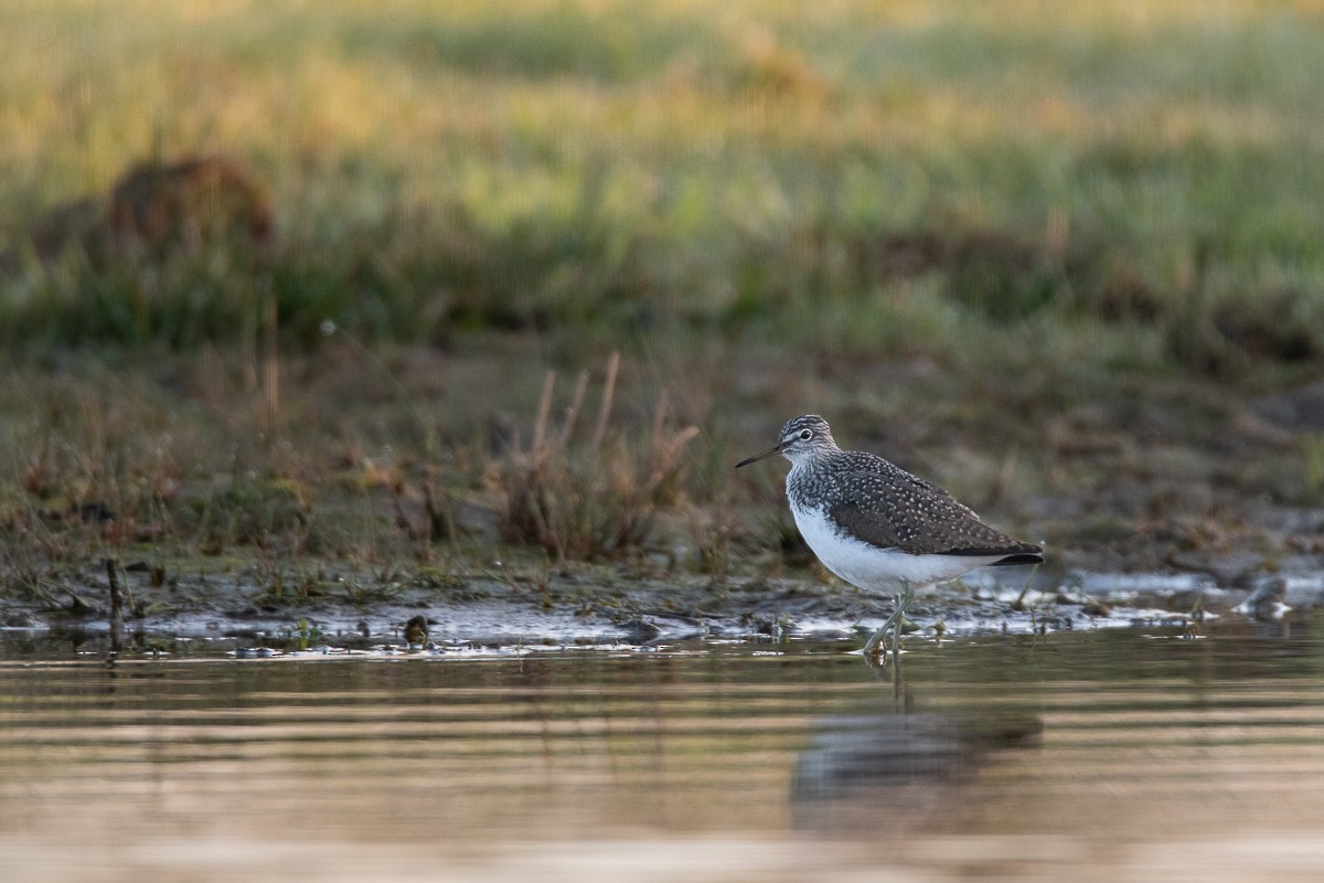 Green Sandpiper - Guido Van den Troost