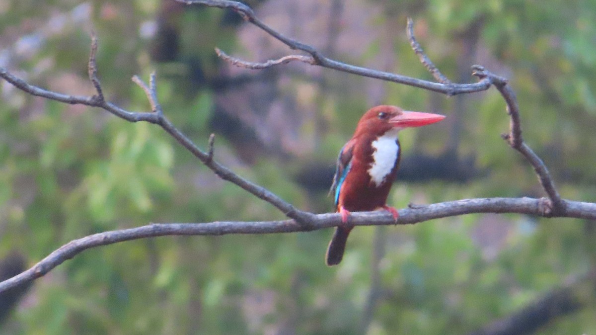 White-throated Kingfisher - Sujay Biswas