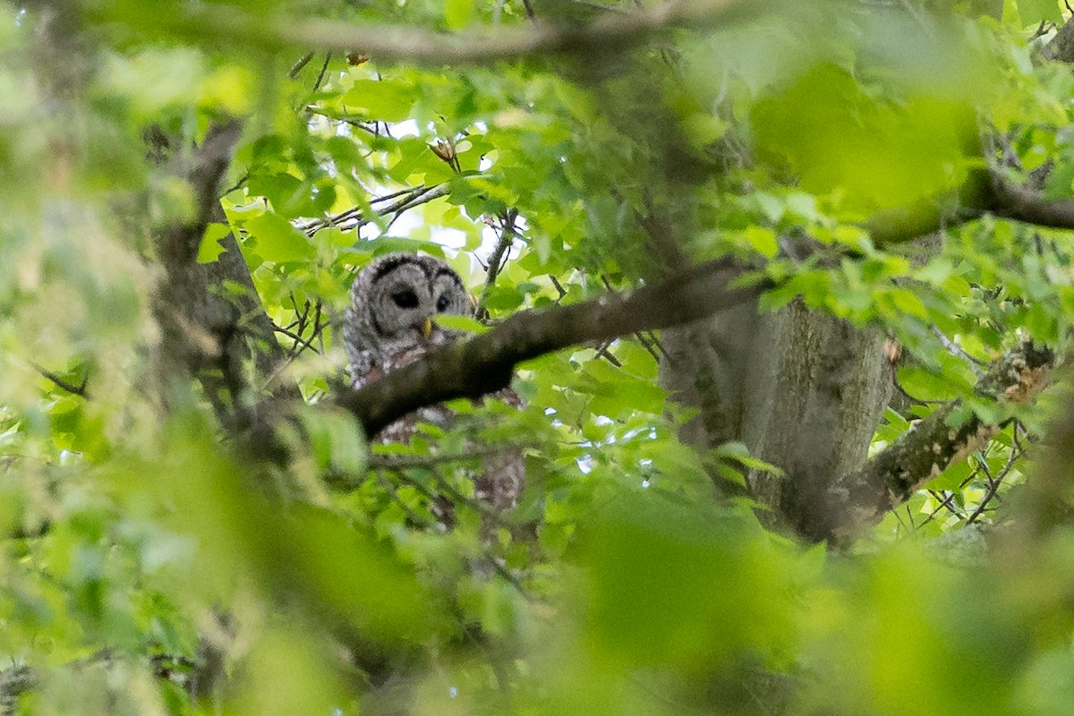 Barred Owl - Ryan Green