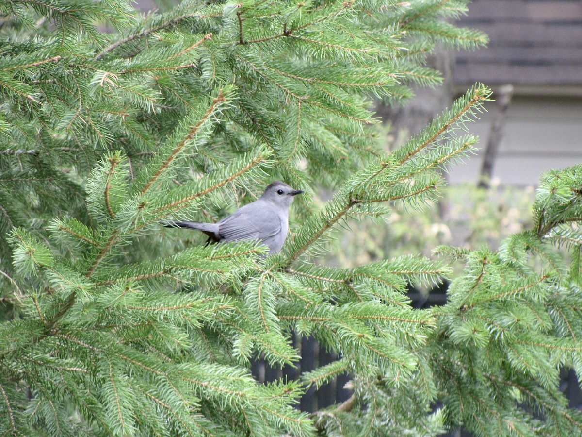 Gray Catbird - Anonymous