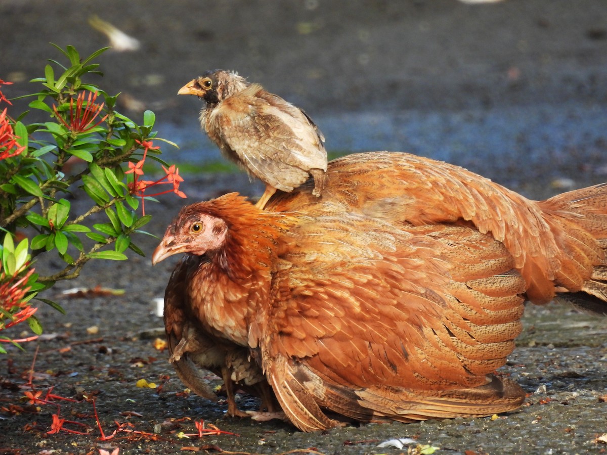 Red Junglefowl (Domestic type) - Eliezer Nieves-Rodriguez