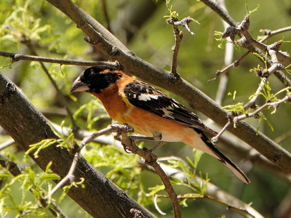 Black-headed Grosbeak - Sue Foster