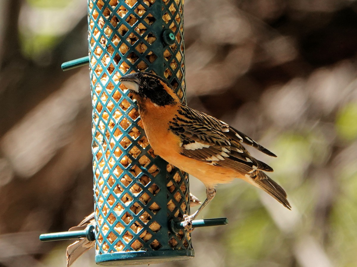 Black-headed Grosbeak - Sue Foster