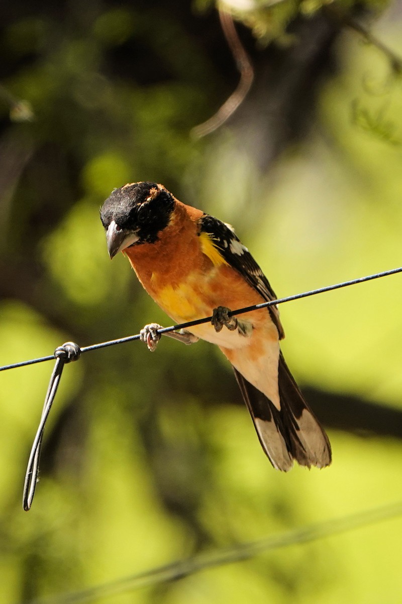 Black-headed Grosbeak - Sue Foster