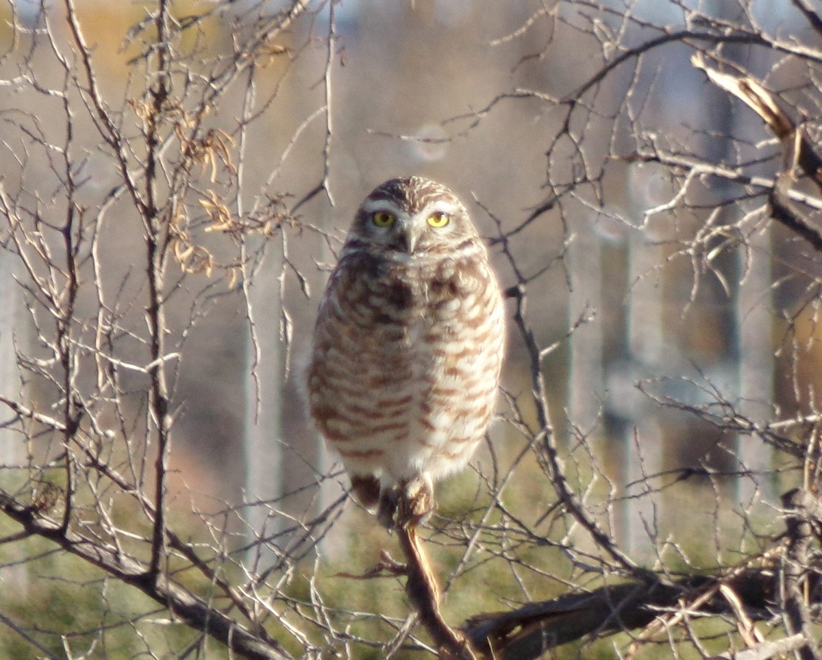 Burrowing Owl - Gabriela Ayestarán