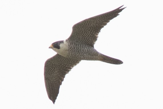 Peregrine Falcon - David Brown