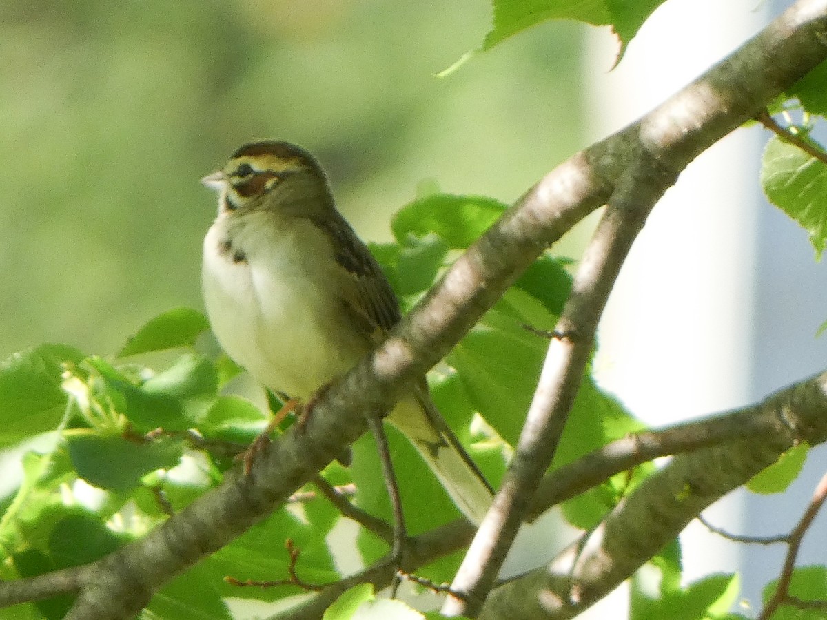 Lark Sparrow - Keith Roragen