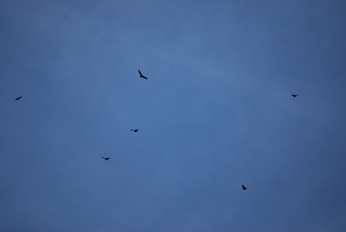 Andean Condor - Martina Arias