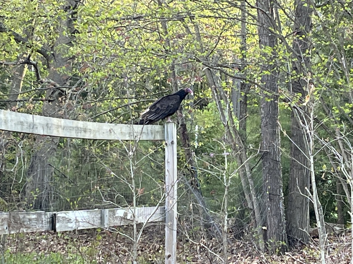 Turkey Vulture - ML618841701