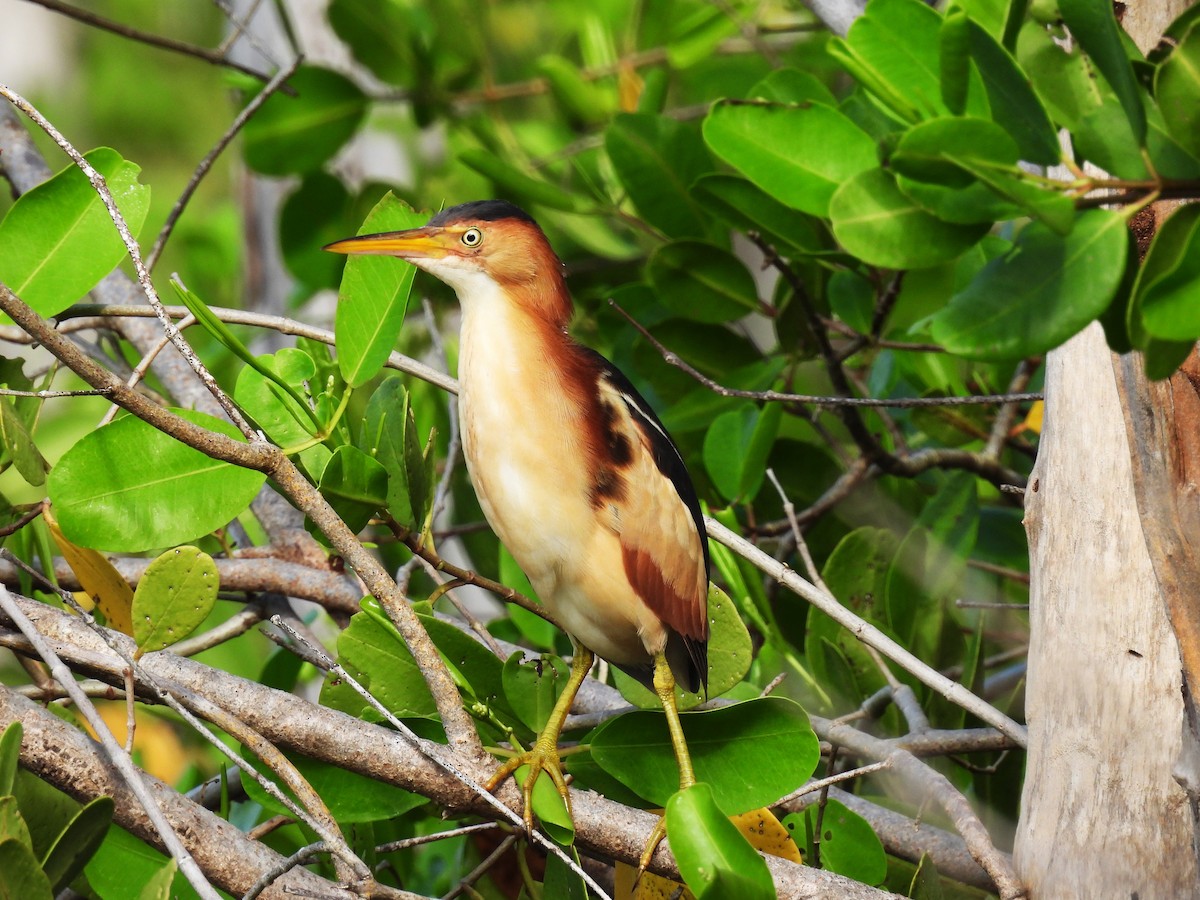 Least Bittern - Eliezer Nieves-Rodriguez