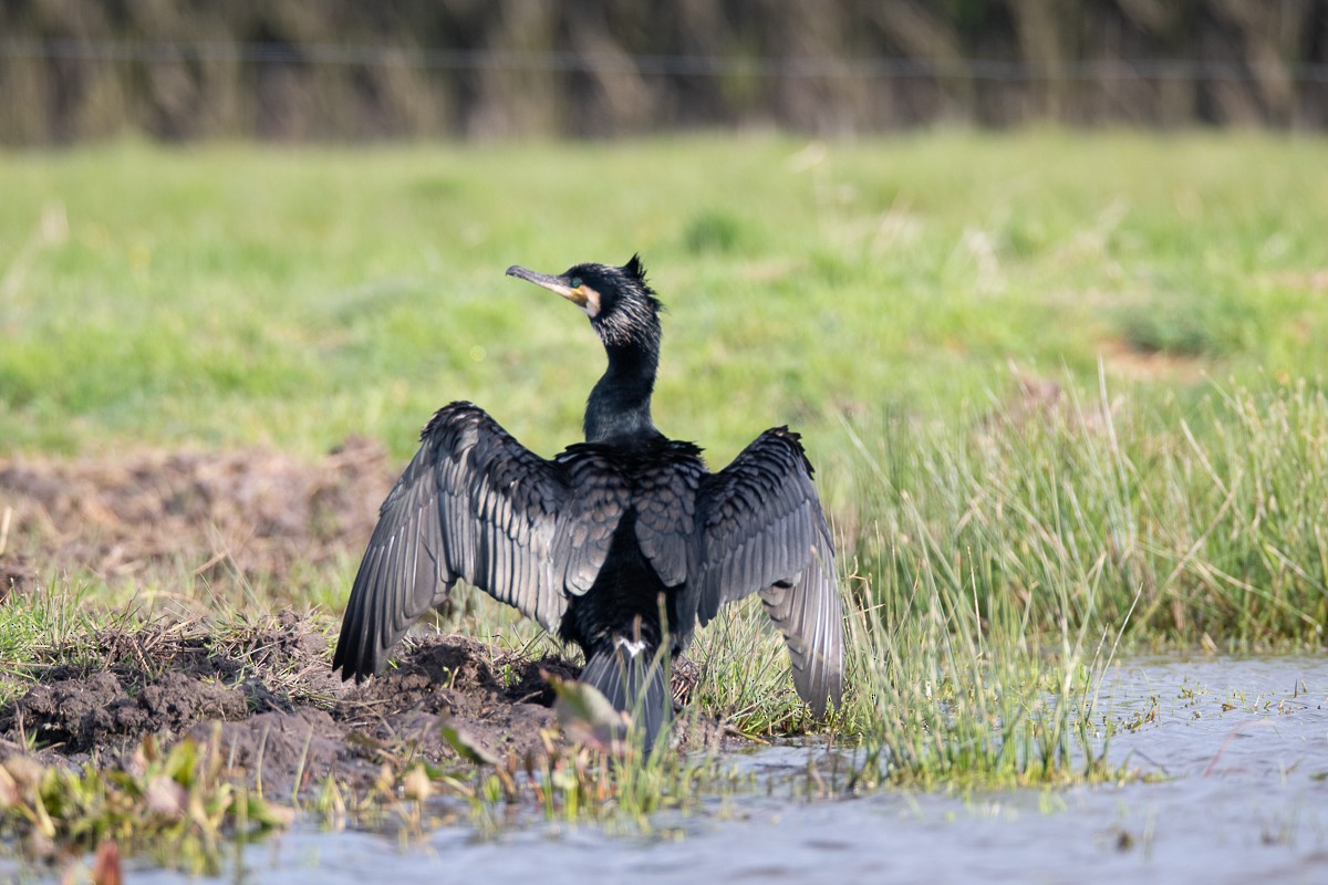 Great Cormorant - Guido Van den Troost