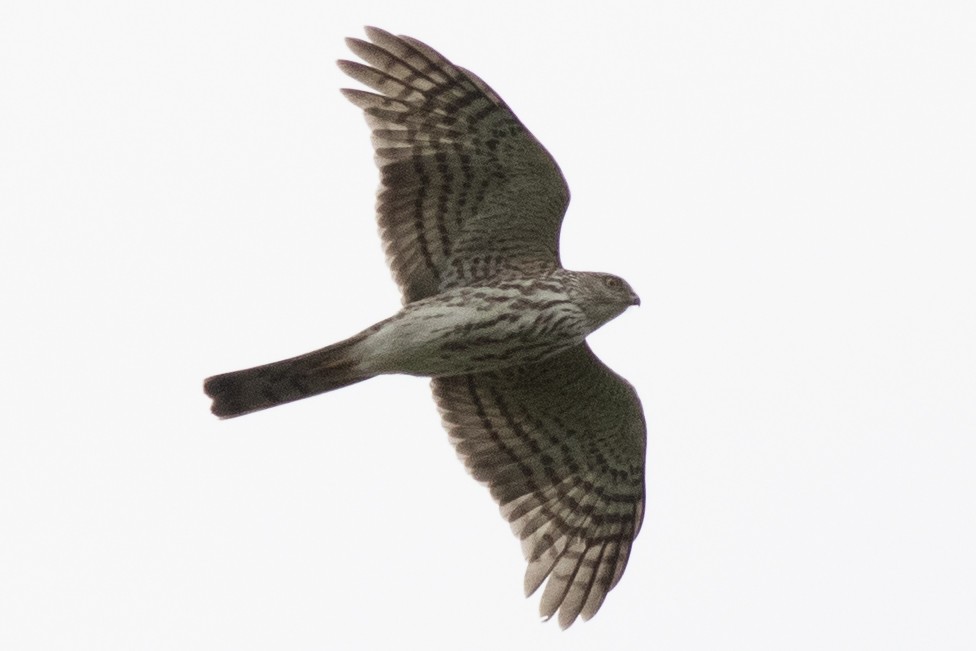 Sharp-shinned Hawk - David Brown