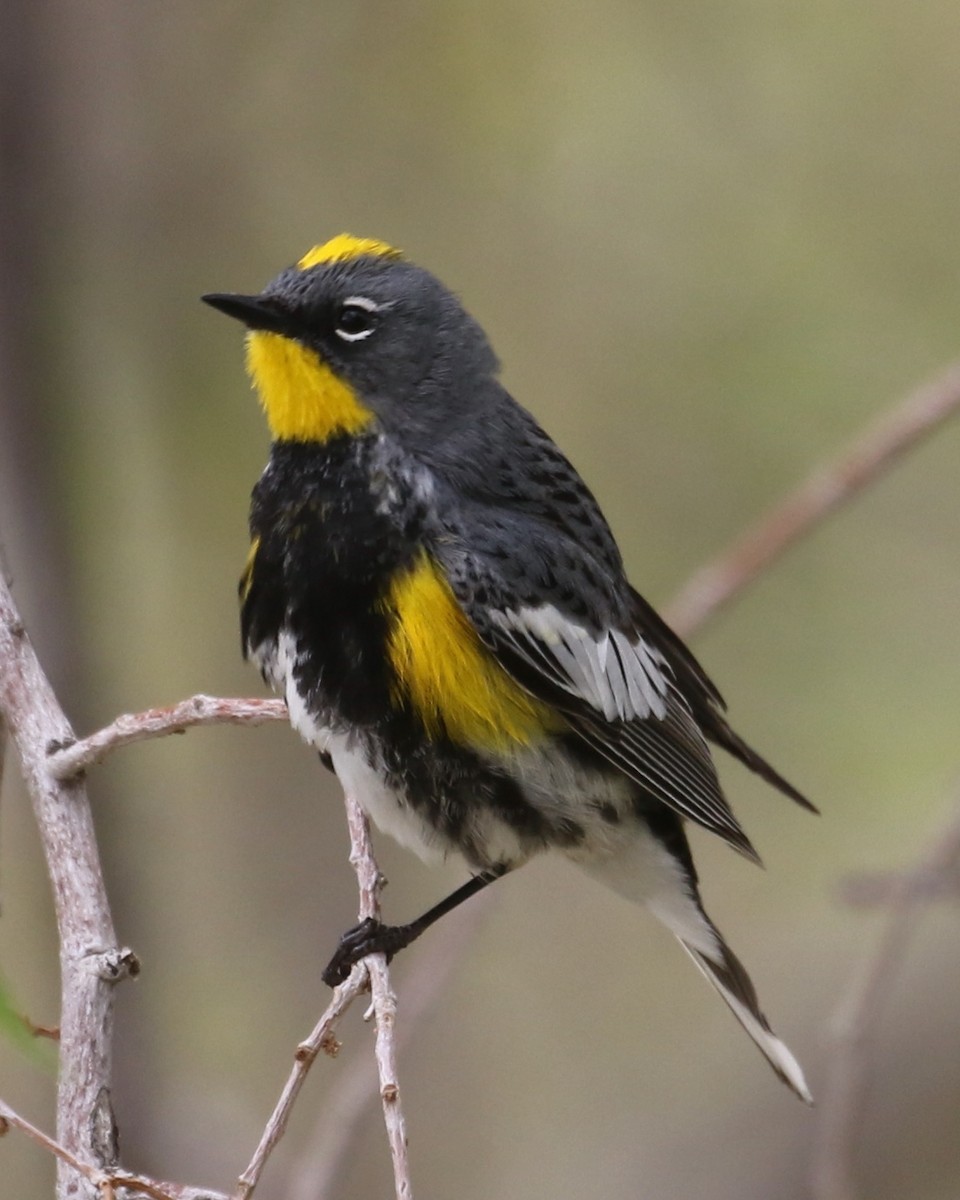 Yellow-rumped Warbler (Audubon's) - Laurens Halsey