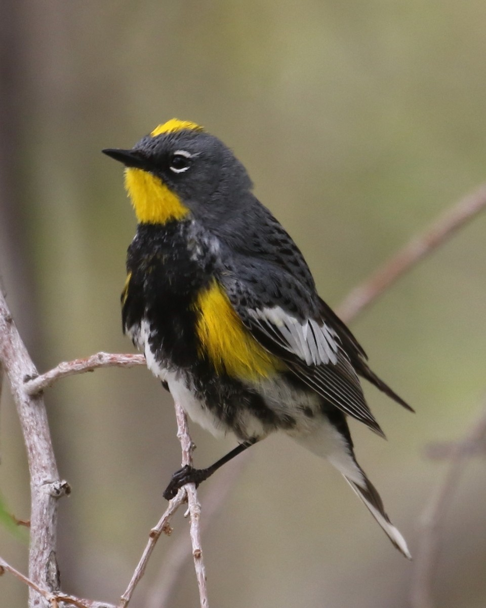 Yellow-rumped Warbler (Audubon's) - ML618841719