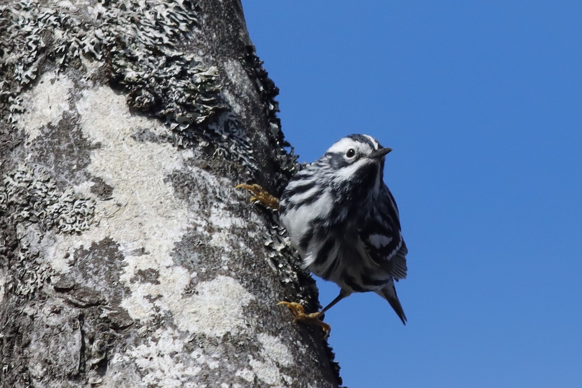 Black-and-white Warbler - Margaret Viens