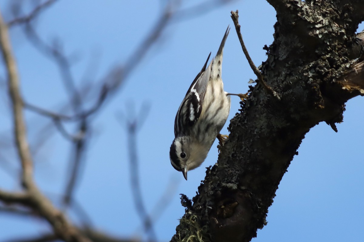 Black-and-white Warbler - Margaret Viens