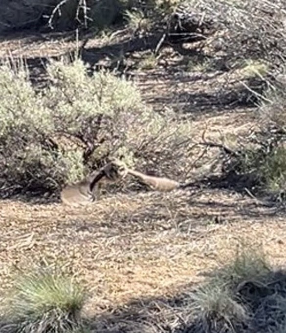 Short-eared Owl - ML618841737