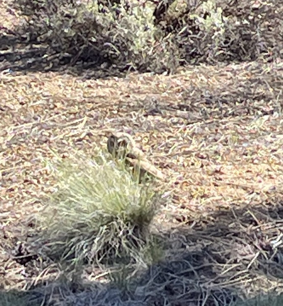 Short-eared Owl - ML618841738