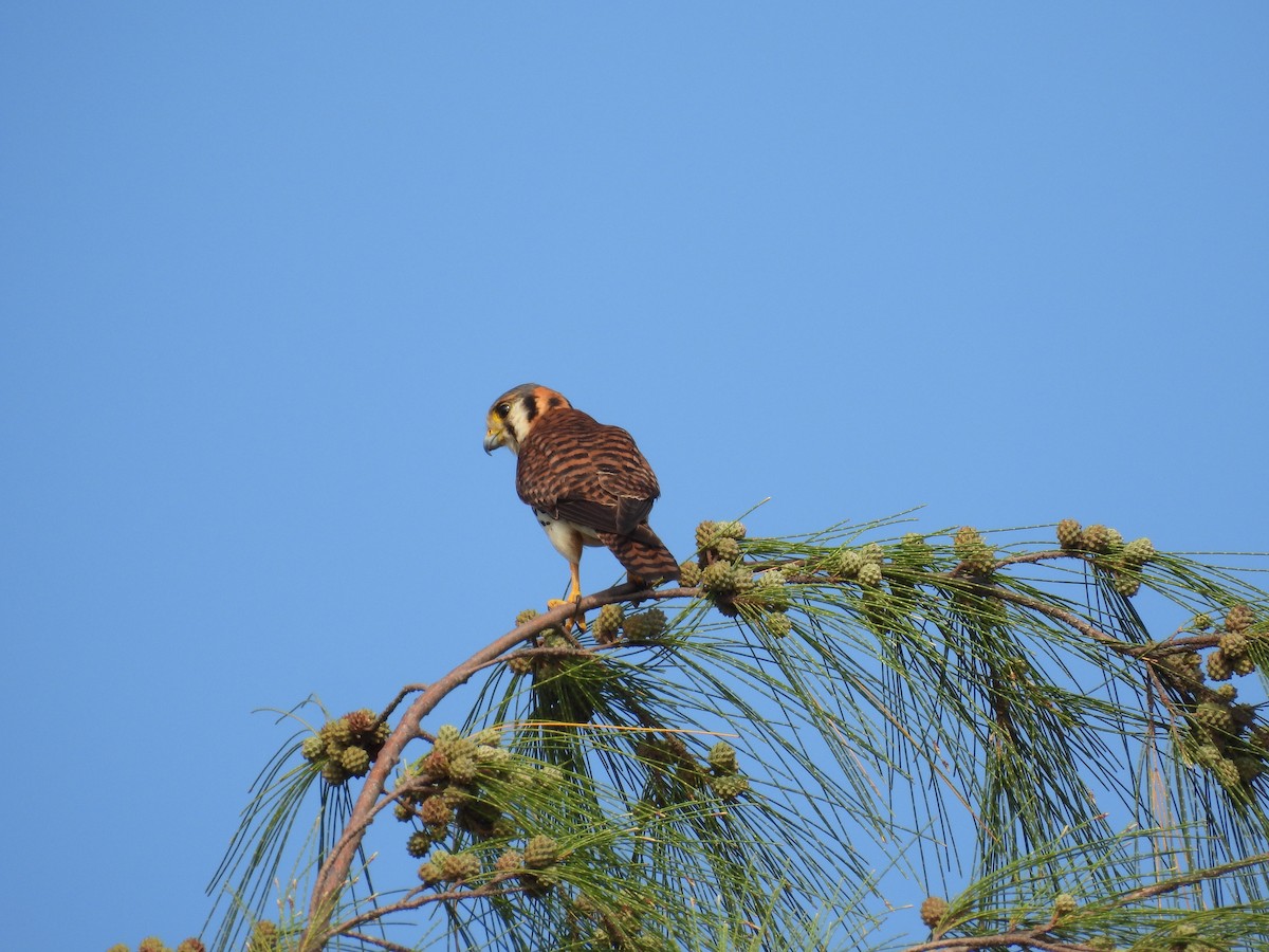 American Kestrel - Eliezer Nieves-Rodriguez