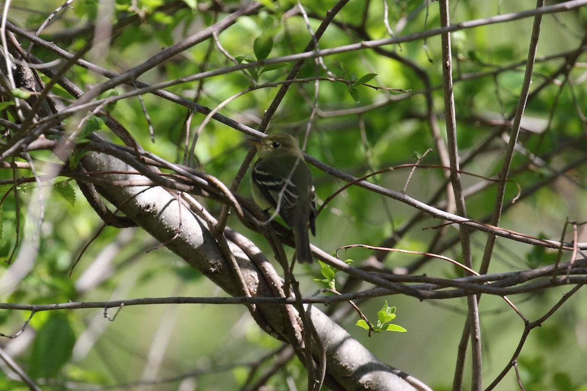 Yellow-bellied Flycatcher - Jeremy Nance