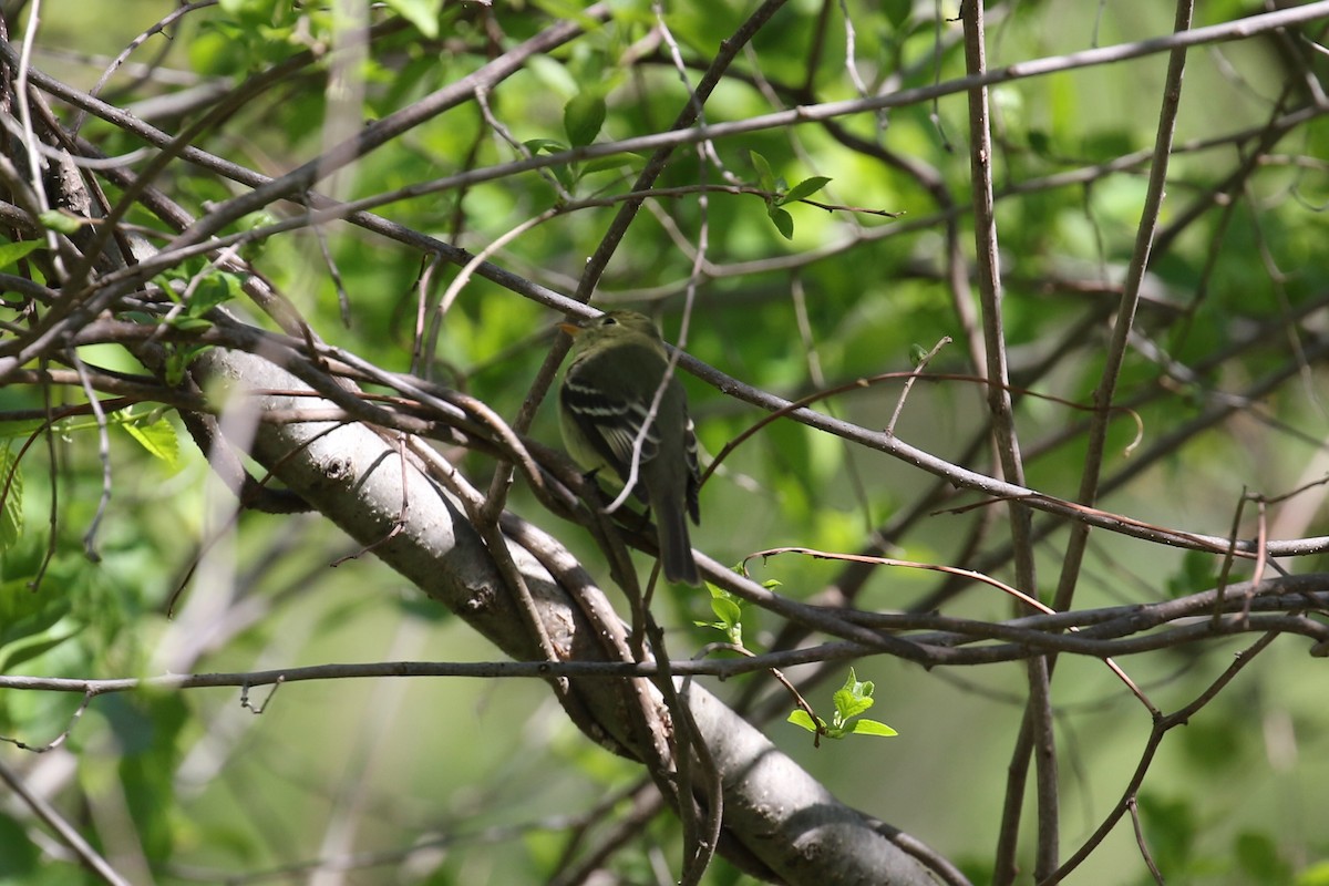 Yellow-bellied Flycatcher - Jeremy Nance