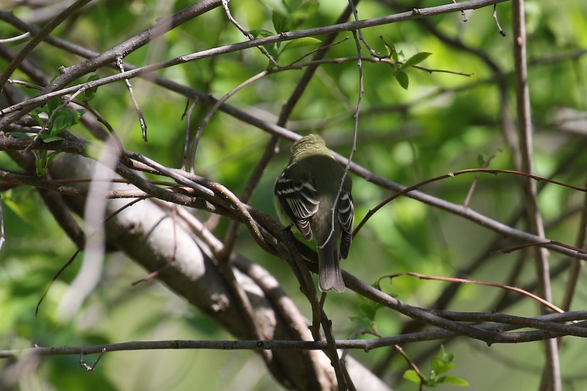 Yellow-bellied Flycatcher - Jeremy Nance