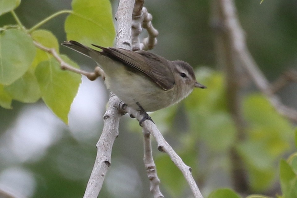 Warbling Vireo - Laurens Halsey