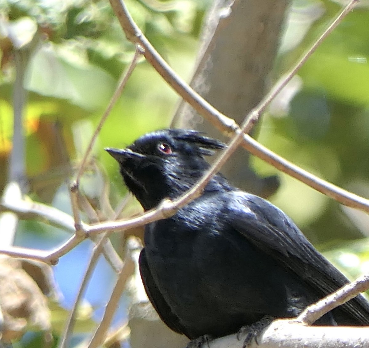 Phainopepla - Marc Bierdzinski