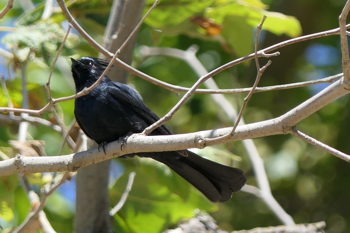 Phainopepla - ML618841763