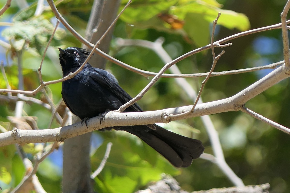 Phainopepla - Marc Bierdzinski