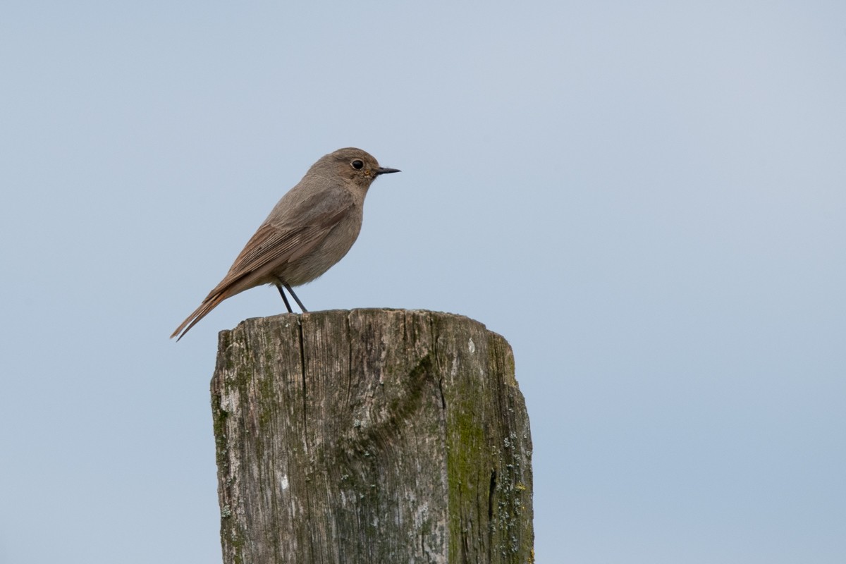 Black Redstart - Guido Van den Troost