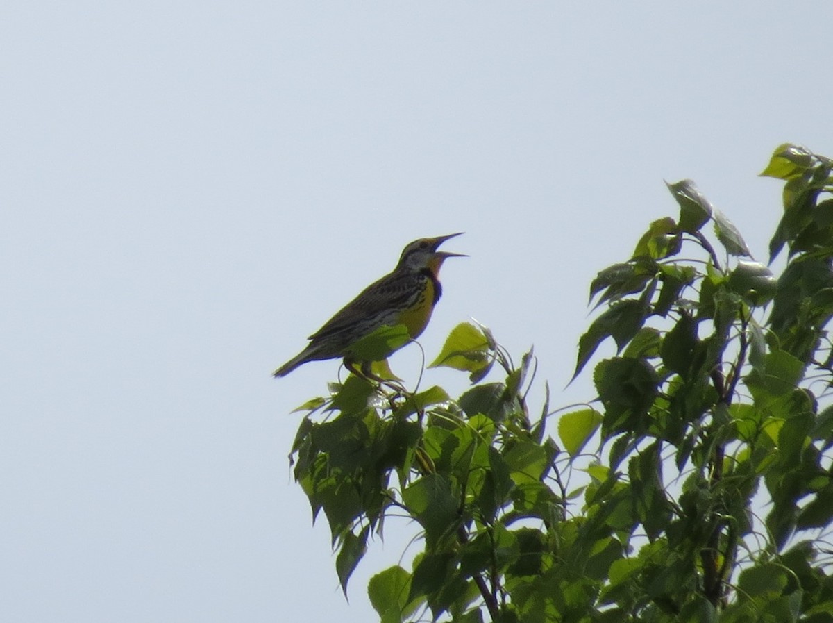 Eastern Meadowlark - Matthew DeWalle