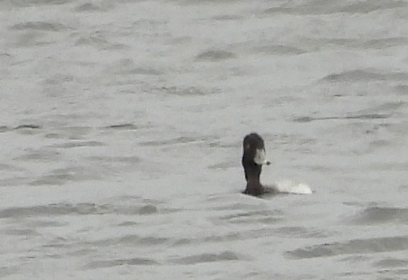 Lesser Scaup - Nancy Braun