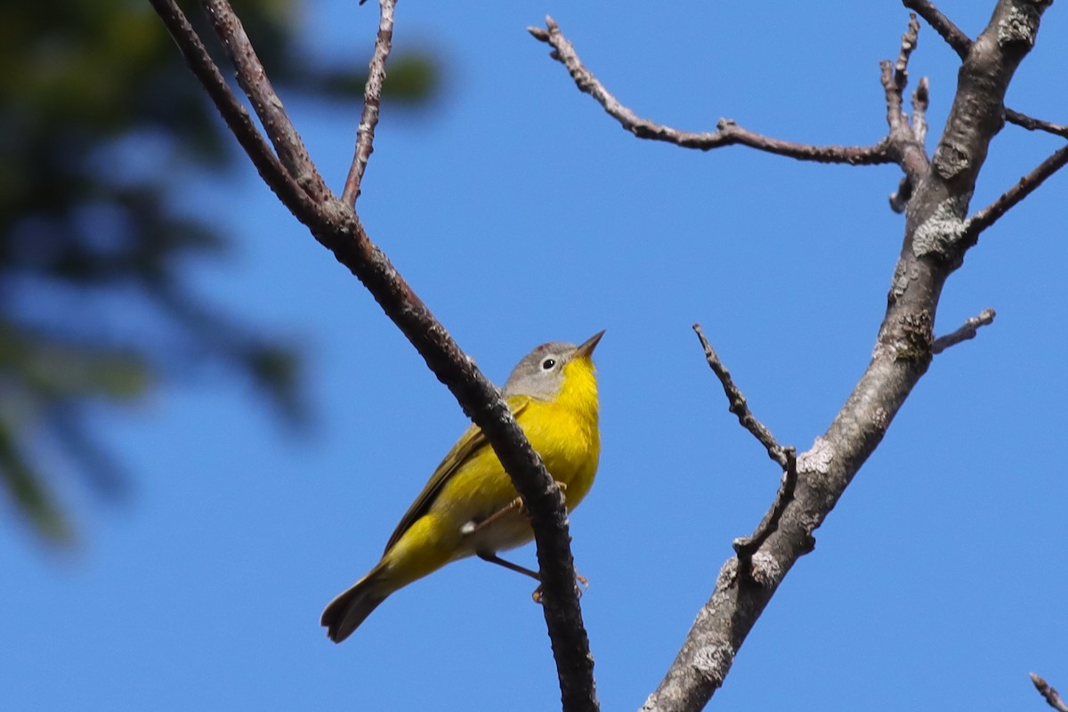 Nashville Warbler - Margaret Viens