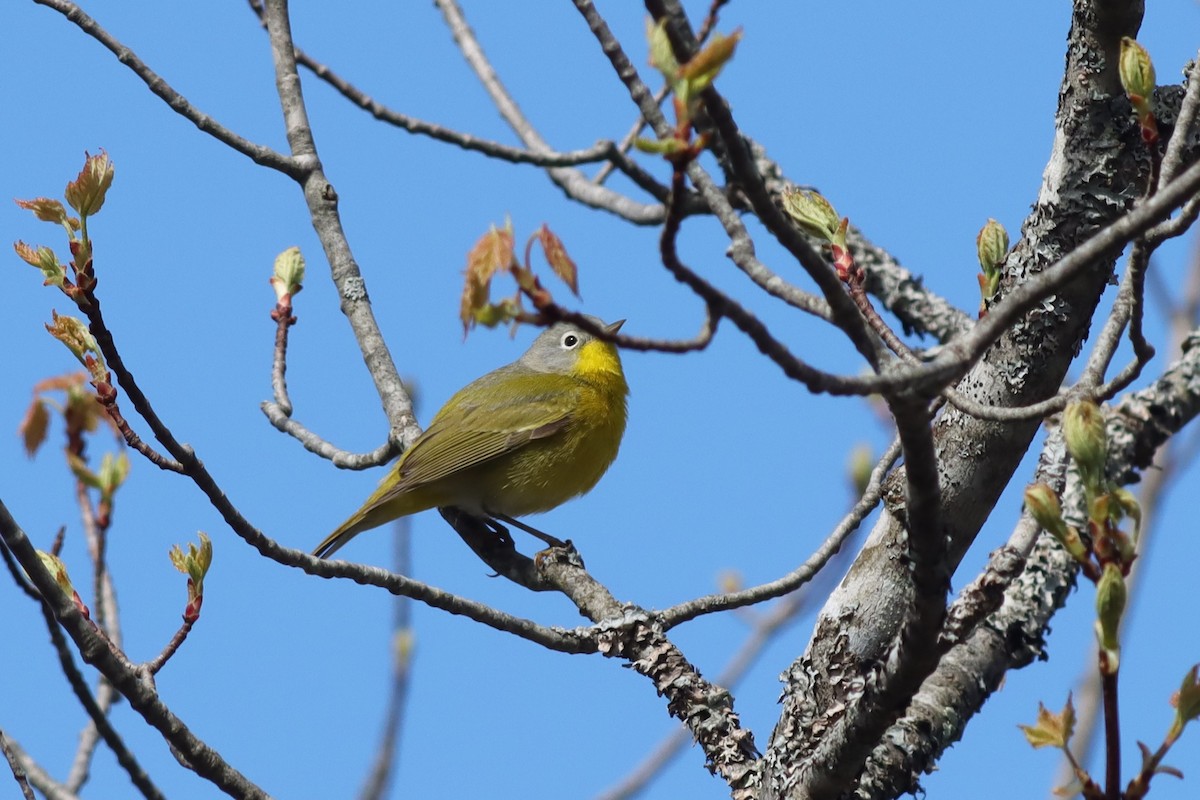 Nashville Warbler - Margaret Viens