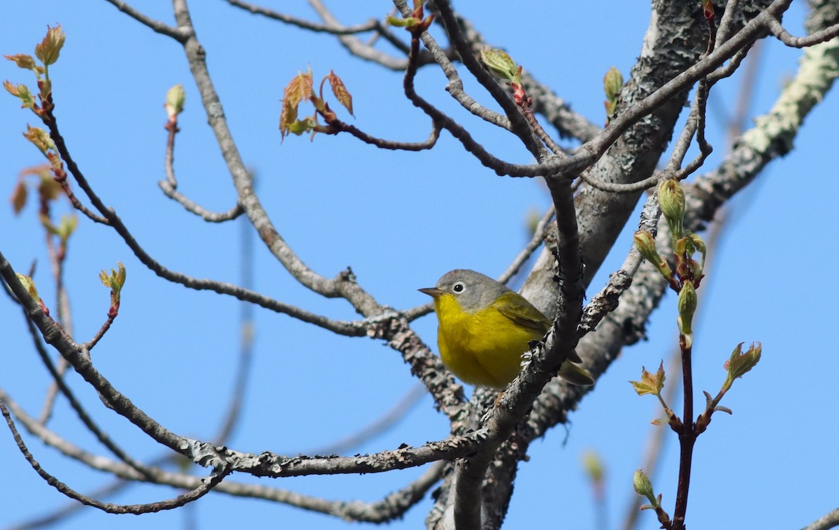 Nashville Warbler - Margaret Viens