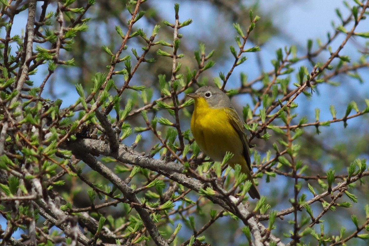 Nashville Warbler - Margaret Viens